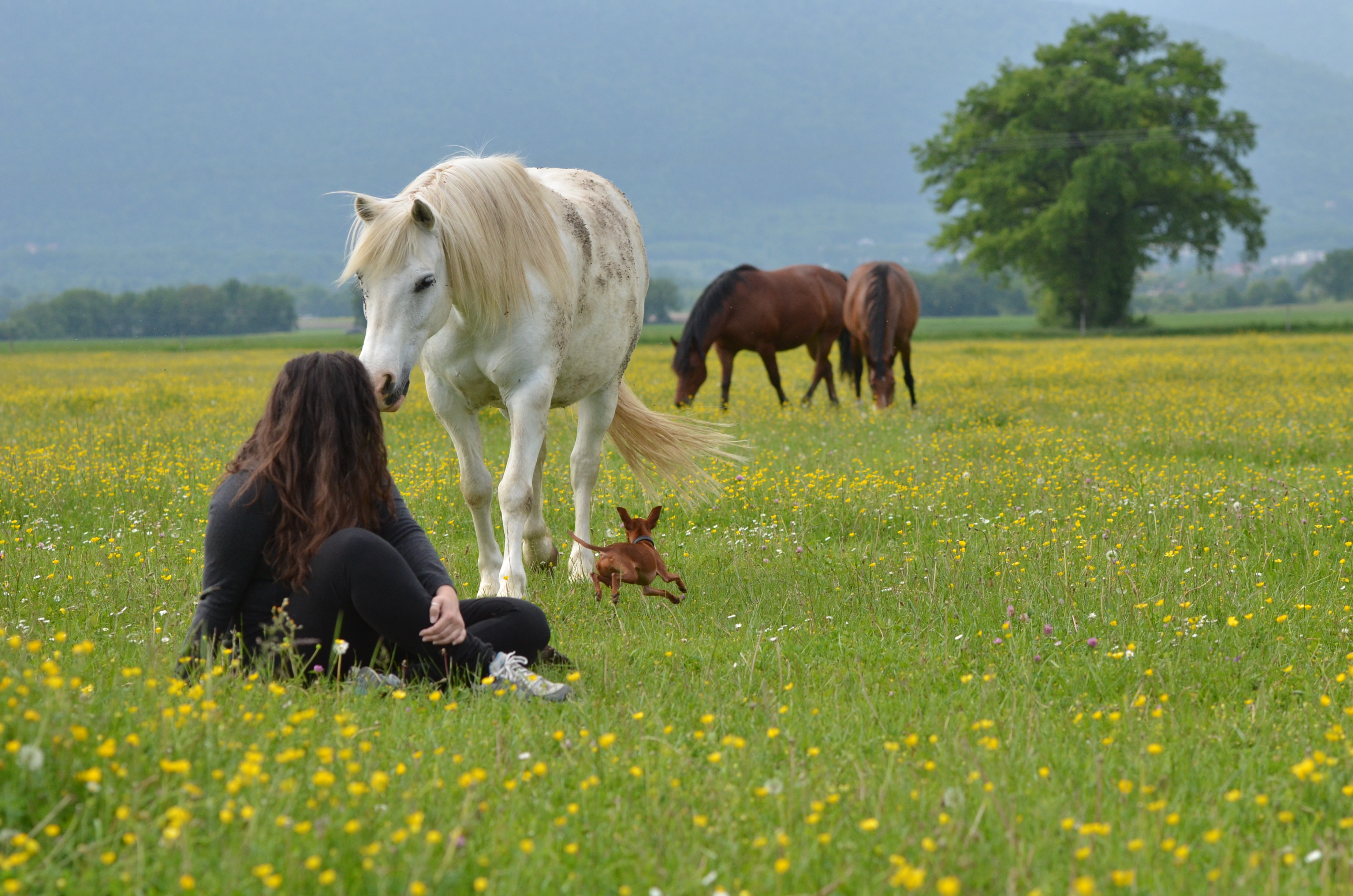 Cheval